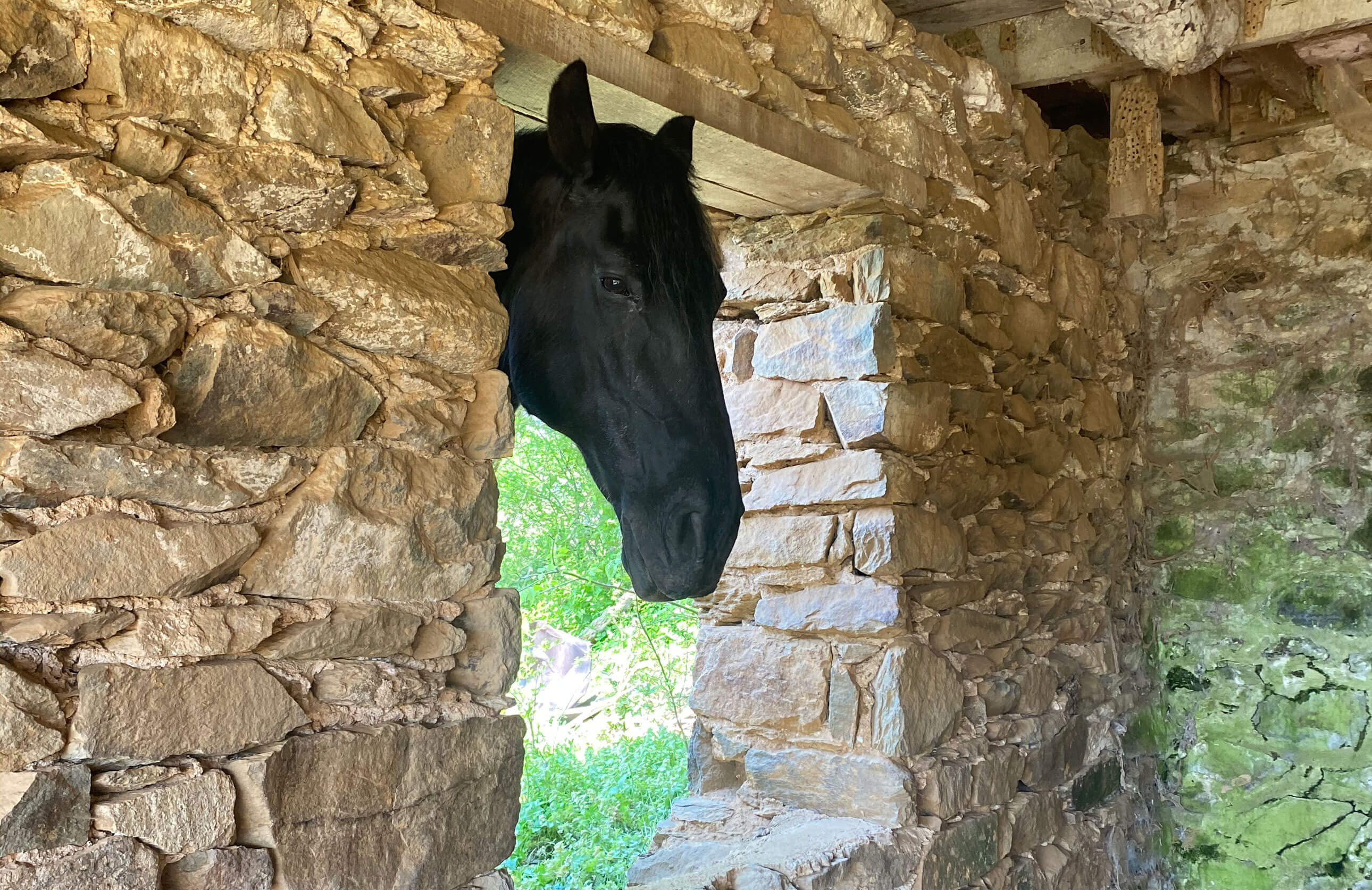 photo of a horse in the window