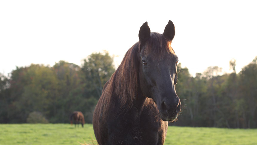 photo of horse at welbourne farm