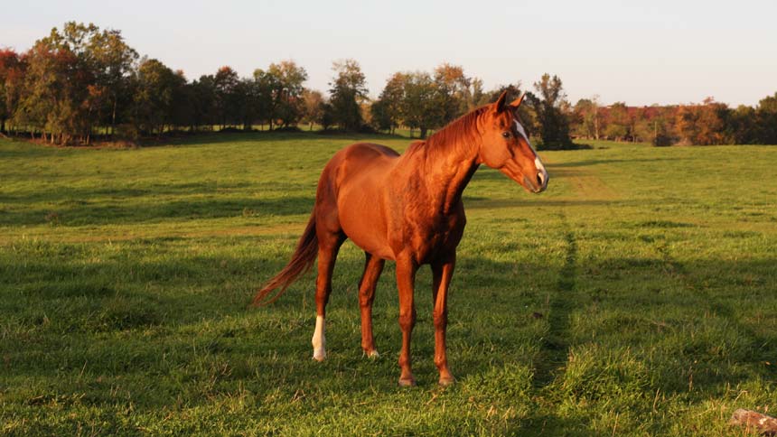 photo of horse at welbourne farm