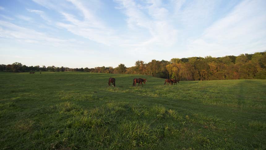 photo of horse at welbourne farm